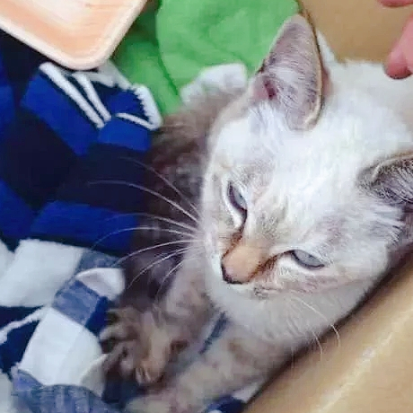 小猫吃不饱,只能靠“演戏”骗吃骗喝,结果被男孩拐跑了! 小猫吃不饱,只能靠“演戏”骗吃骗喝,结果被男孩拐跑了!
