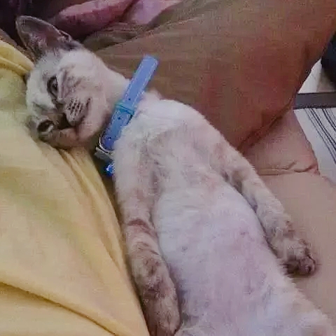 小猫吃不饱,只能靠“演戏”骗吃骗喝,结果被男孩拐跑了! 小猫吃不饱,只能靠“演戏”骗吃骗喝,结果被男孩拐跑了!