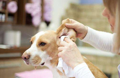 怎样清理狗狗的耳毛？