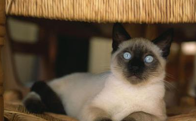 我养的是狗还是猫？暹罗猫一生只认一个主人，还是猫界大话唠