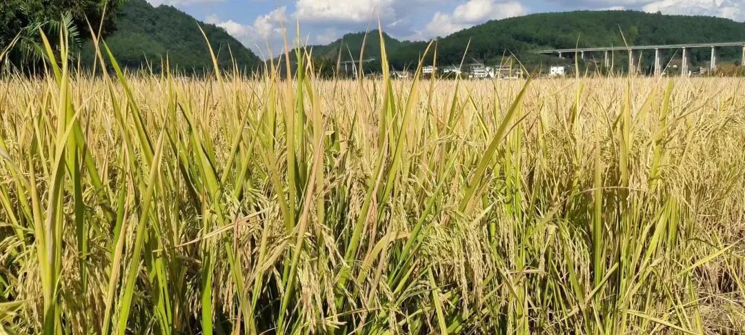 定位,全乡辖区共种植水稻5300余亩,涉及品种有野香优莉丝,川优3727,泰