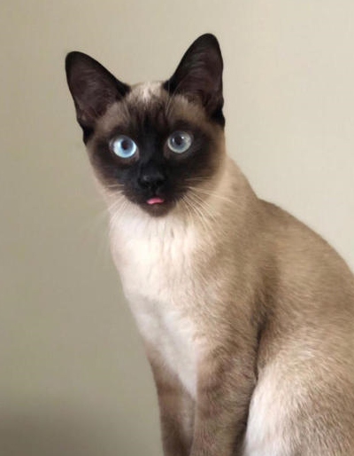 我养的是狗还是猫？暹罗猫一生只认一个主人，还是猫界大话唠