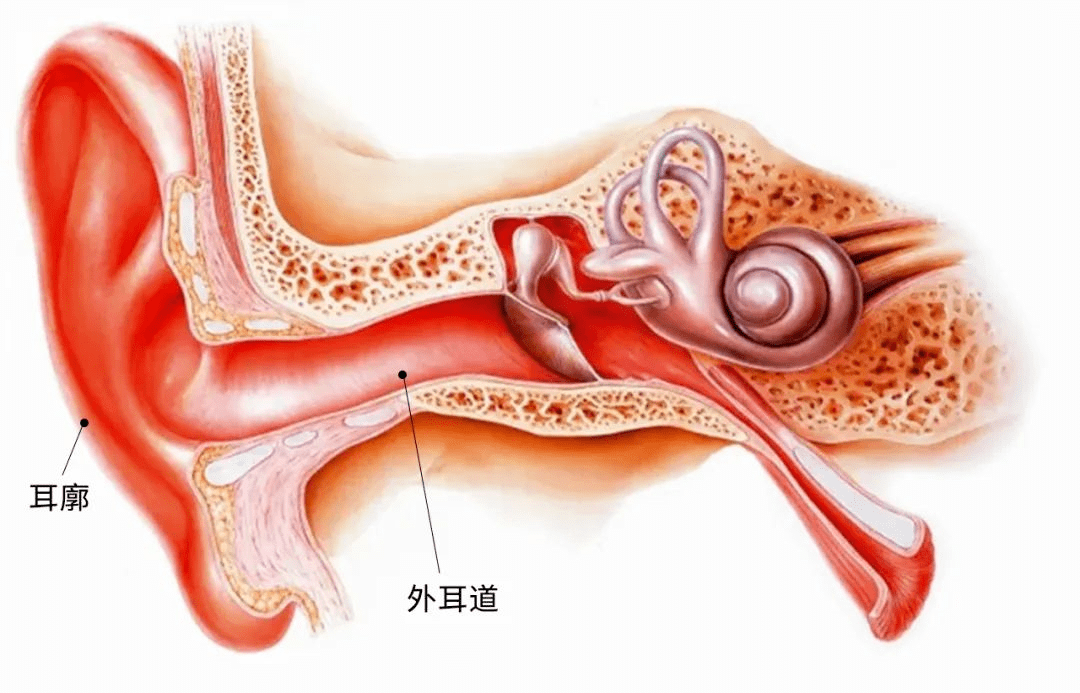 耳朵虽小