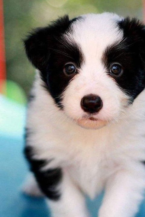 边境牧羊犬,"纯种"和"串串"如何区分?主要看这5个地方!