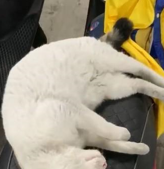 男子车座上躺了一只猫，睡醒后也赖着不走