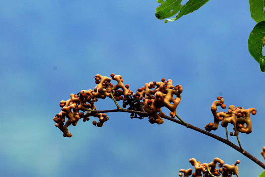 十几米高的树上,几百斤果子没人摘,这种万寿果已存在1000万年_张华_小