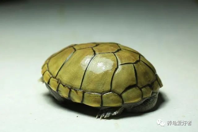 除了以上不同点,黄泽泥龟与其他蛋龟在生活习性,食