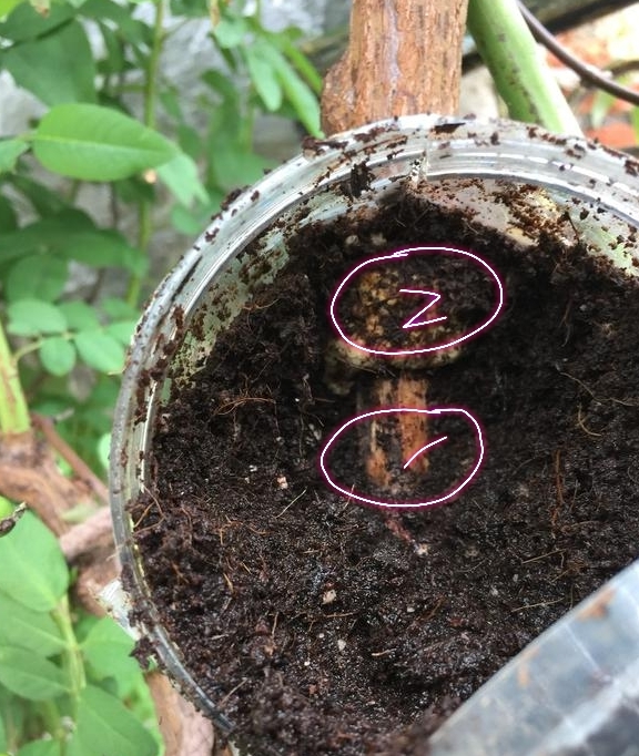 蔷薇高压环剥繁殖,只见硕大的愈伤组织而不生根应该怎么办_位置_网友