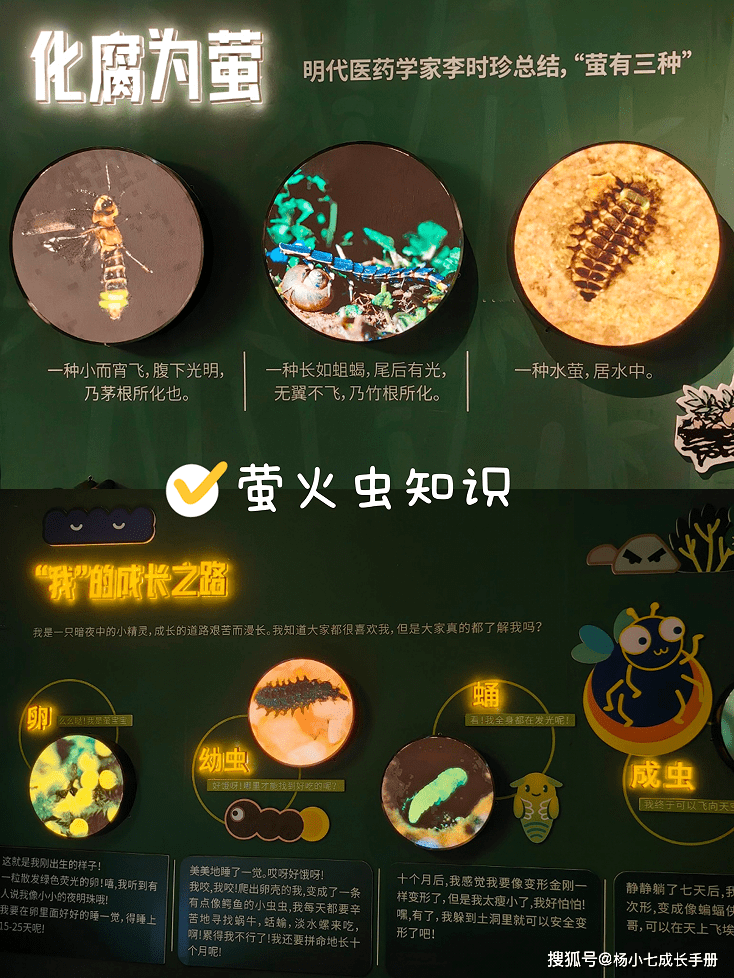 长沙这家移动博物馆能看到真的萤火虫!_小萤_儿子_昆虫