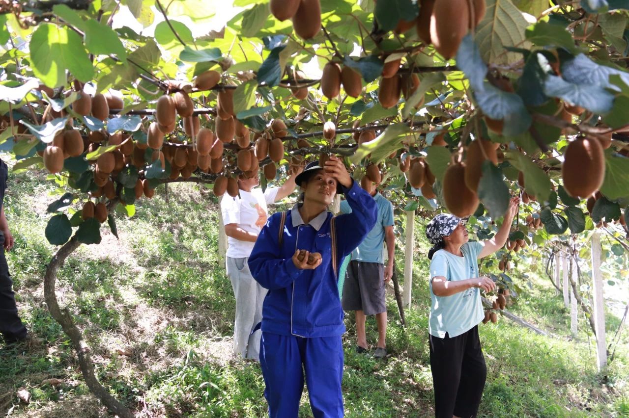 清镇市麦格乡:猕猴桃丰收在即 村民增收有望_郭燕红_种植_销售
