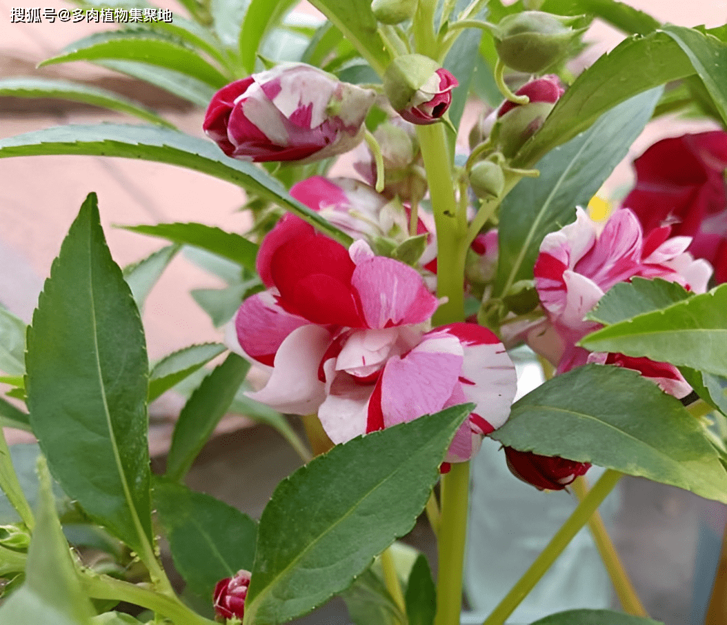 以上就是老师傅所提到的2种植物,它们分别是蛇胆草,凤仙花.