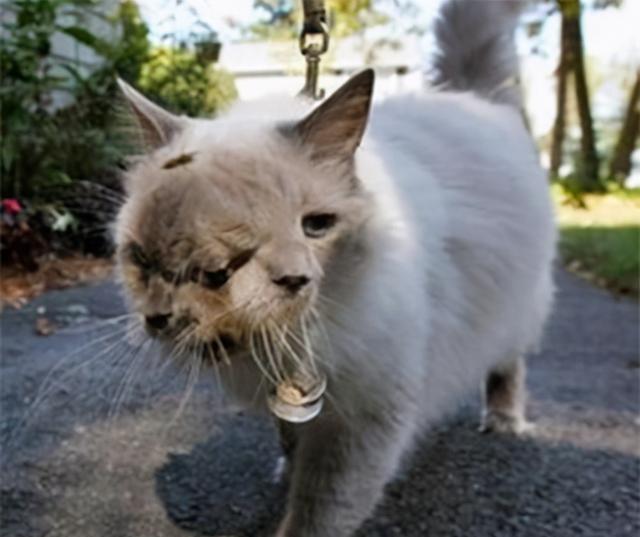 动物_日本_进行