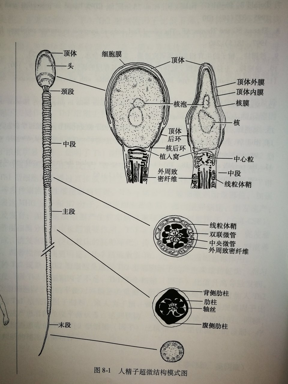 列文虎克精子图片