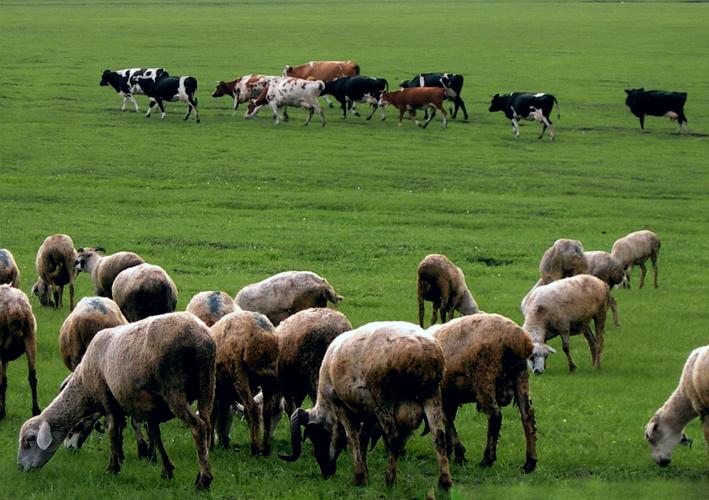 牛羊吃反刍饲料有什么好处?