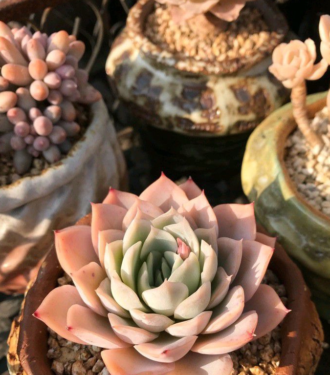 叶片带有绒毛的多肉植物,多肉绒毛都有什么作用?_散热_水分_到水