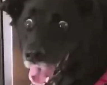 狗子:铲屎官特么疯了!_话说_断头_最新型