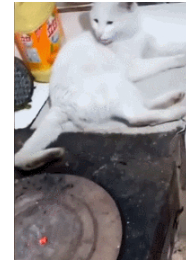 尾巴都烤焦了，猫咪还无动于衷
