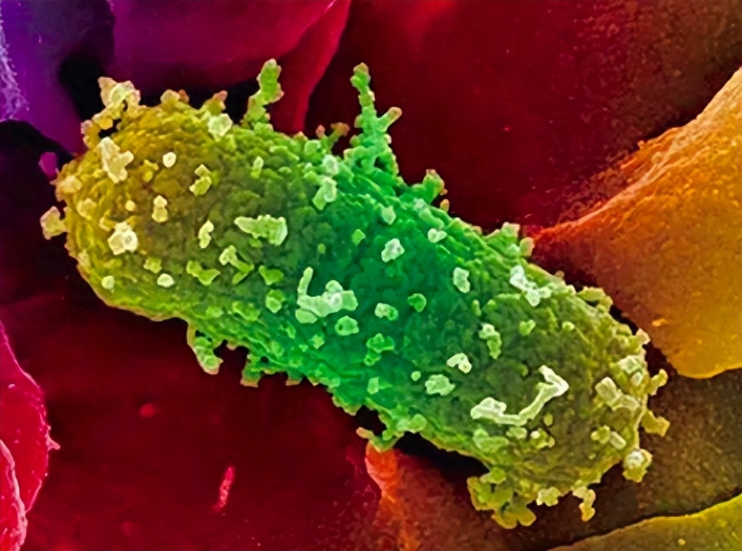 科学菌的毒性:荒野中棉花引发的致命陷阱!生命研究震撼发现!