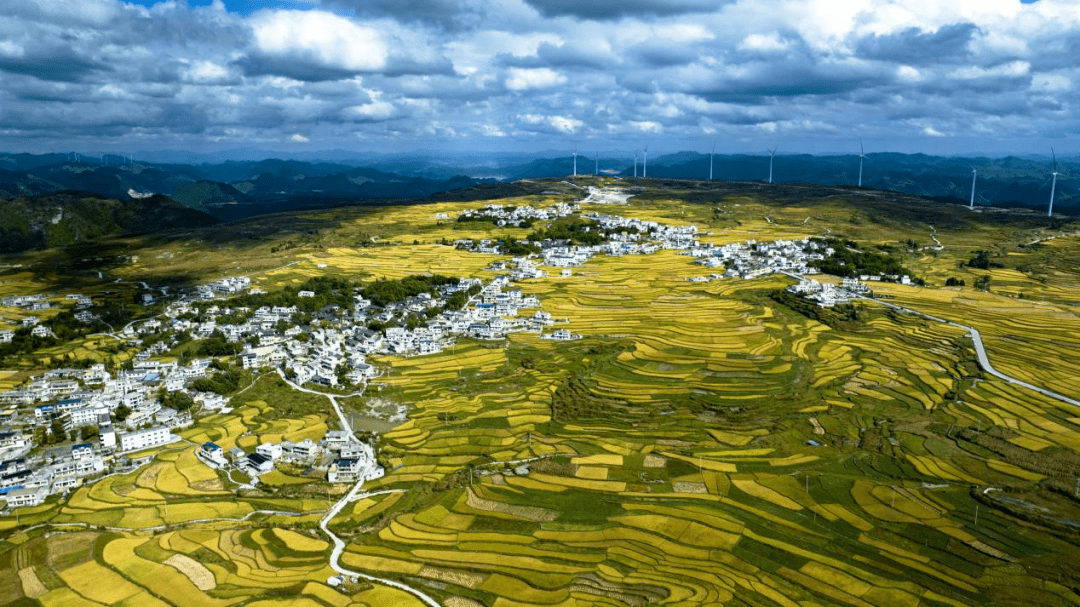 67【图集】航拍高坡"金浪"稻田_梯田_阳光_花溪区