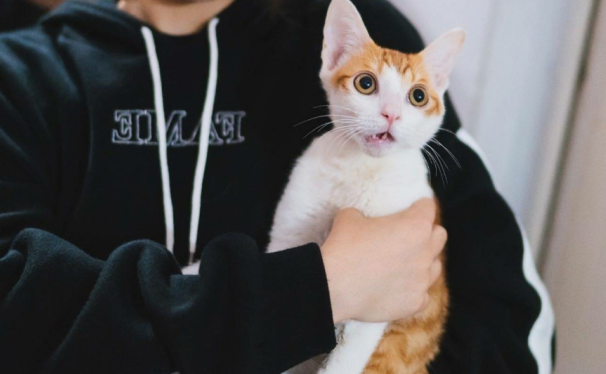 狸花猫国外受热捧，但养得起的外国人并不多 
