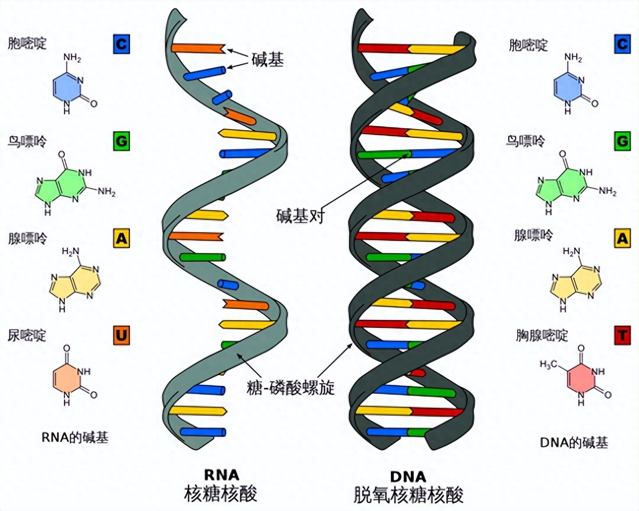 碱基分子就像拼图一样,可以拼成不同的形状和颜色,从而形成不同的dna