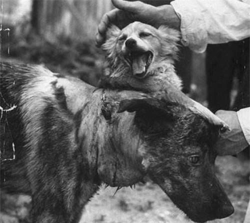 最残忍的实验:科学家造出20只双头狗,两个狗头互相吃喝活了6天_德米科