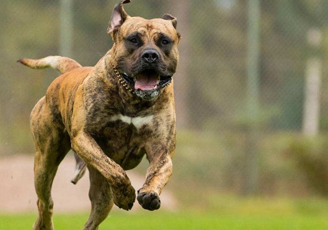 原产于英国的马士提夫犬属于超大型犬种,整体看上去异常魁梧和稳重