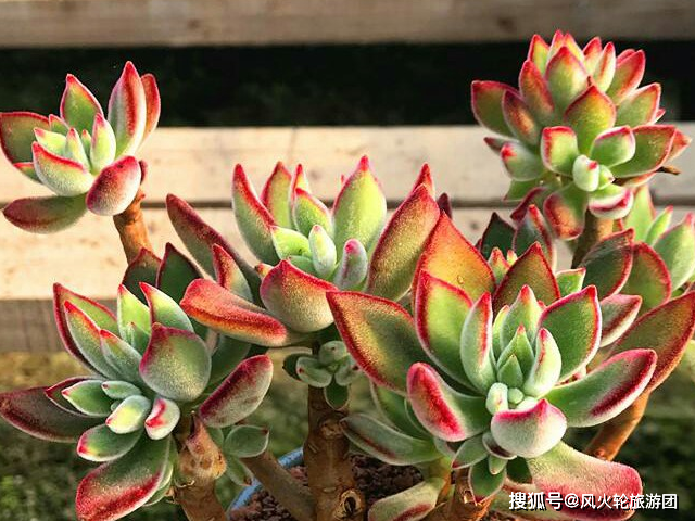 养带绒毛的多肉,更多一分可爱!_叶片_繁殖_植物