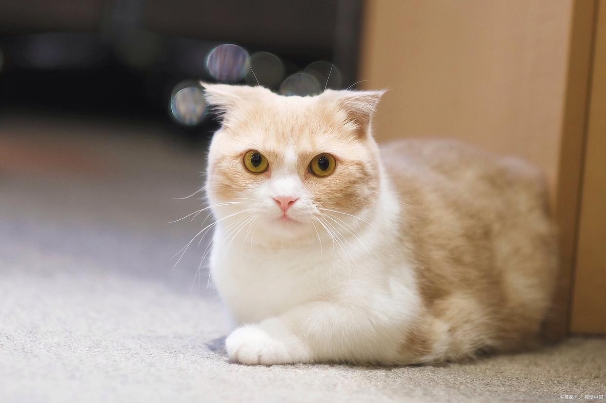 主人_猫咪_姐姐
