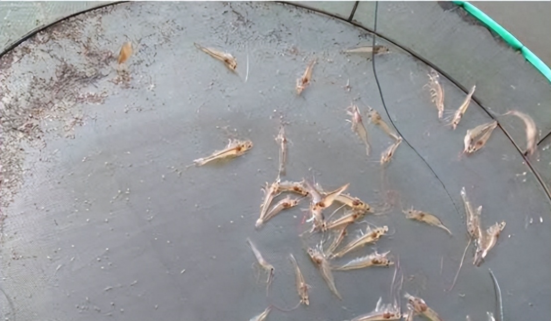 虾塘改底的注意事项?本文来教你_对虾_解毒_生物