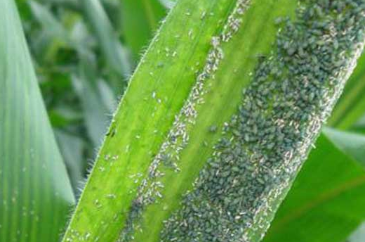 一般生产上选用吡虫啉或噻虫嗪等种衣剂拌种进行预防小麦或玉米苗期