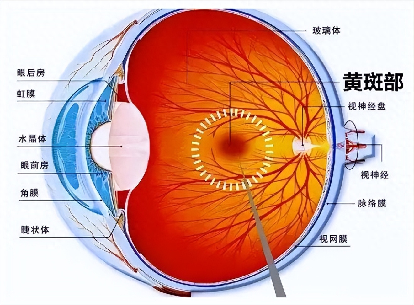 眼底视网膜手绘图图片