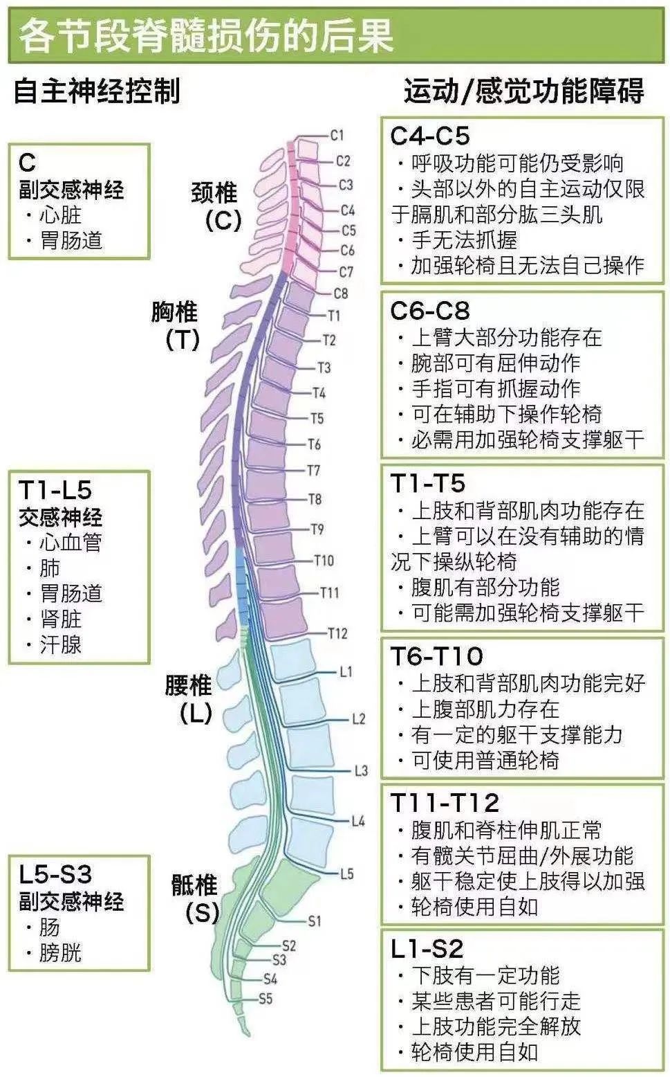 神经节段支配区域图片