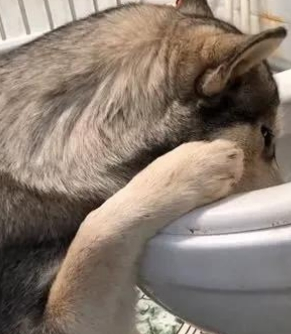 二哈偷喝啤酒,上头后扶着马桶吐的样子心疼不已,汪:我没醉!