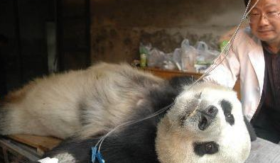 熊团子不吃不喝还总是打瞌睡，带去医院一看......