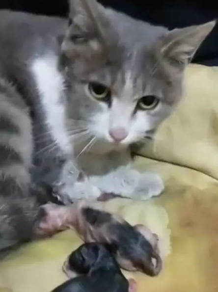 两只猫咪升级当妈咪,主人激动跑回家 两只猫咪升级当妈咪,主人激动跑回家