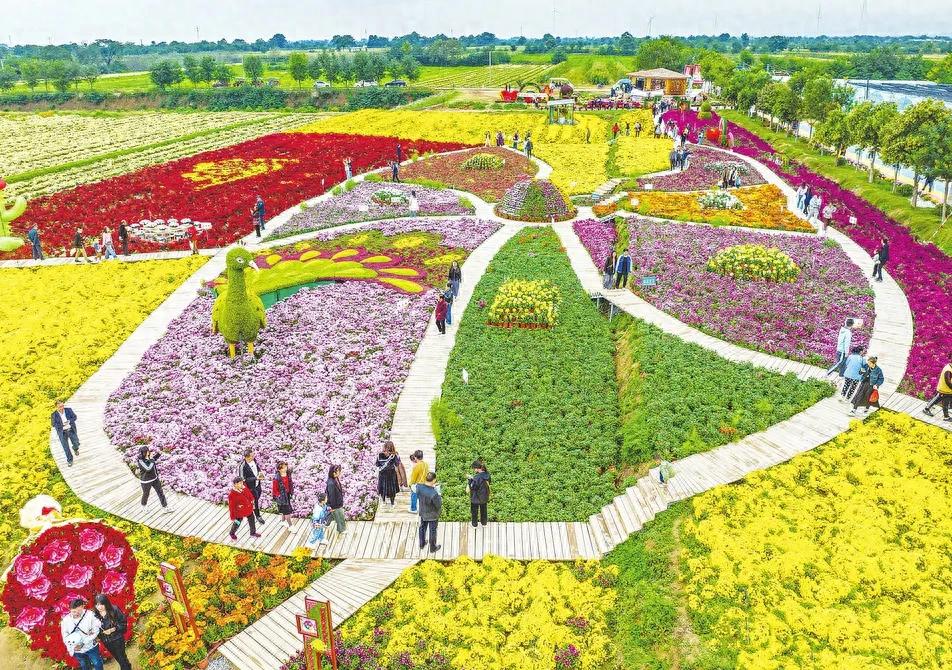 山西:芮城县精心打造的菊花小镇 成为假日乡村旅游打卡地_游客_薛俊