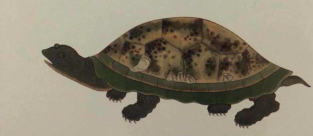 朱元璋_癞头鼋_动物