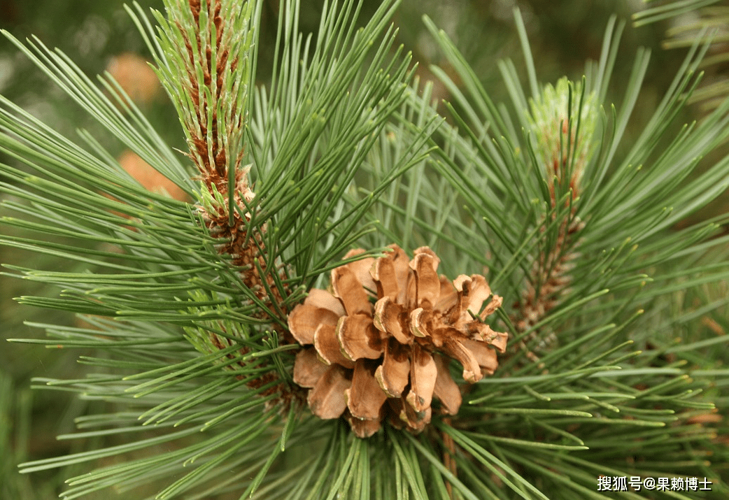 原创            松树是裸子植物吗？裸子植物和被子植物有什么区别？