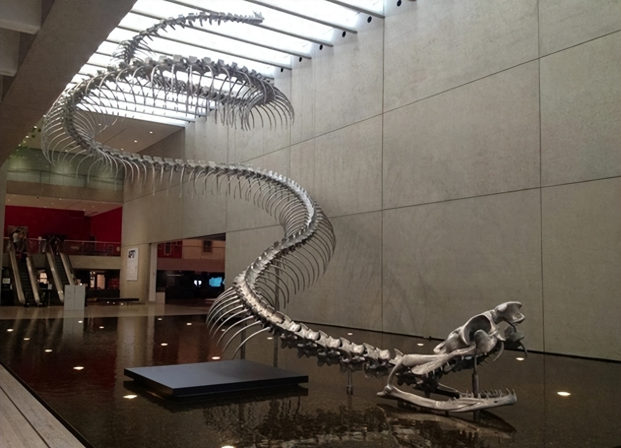 亚马逊森蚺有多恐怖？身长10米重250公斤，连鳄鱼也能捕食！_搜狐网