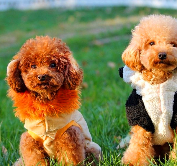 泰迪尾巴上的为什么不是卷的