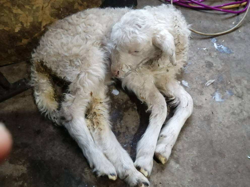 羊拉肚子是什么原因造成的?快学习!_问题_饲料_毒素