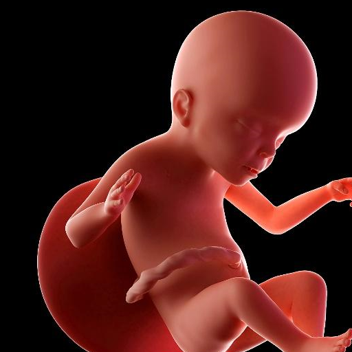 其实胎儿的神经发育,在孕六周的时候就开始在孕25周的时候,各个器官