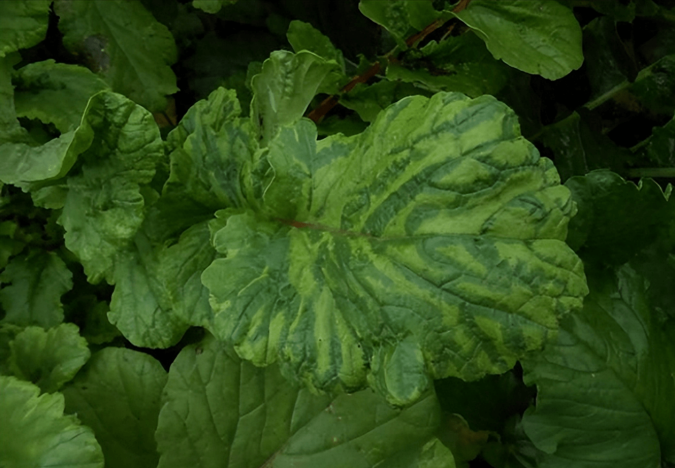 巧防萝卜病毒病_防治_抗病品种_药剂
