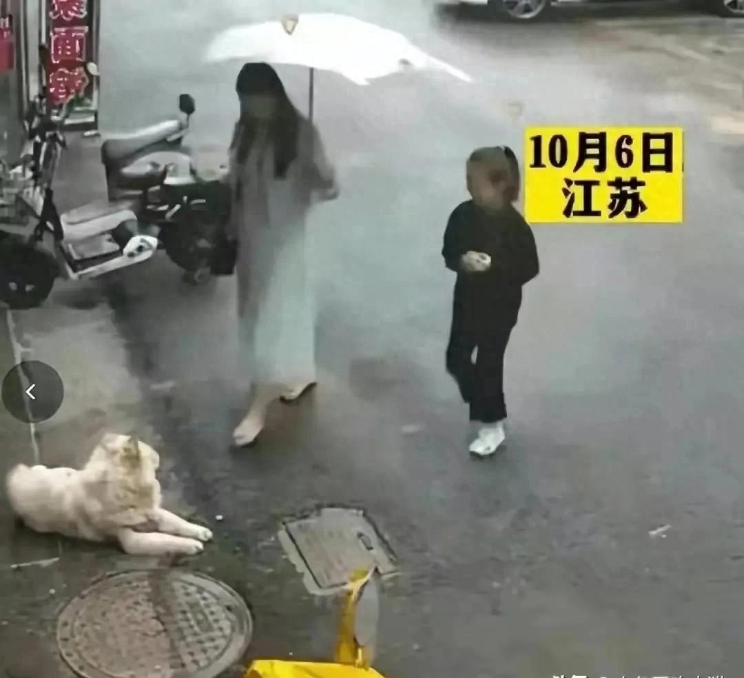 江苏松狮犬咬人事件：不是谁受伤就有理，成年人要有防范风险意识