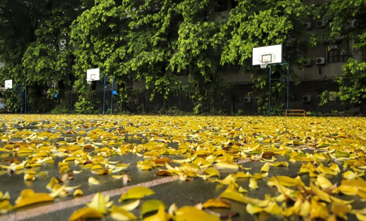 师范排行榜_我国“师范大学”最新排名,东北大学位列第四,西南大学仅排第七