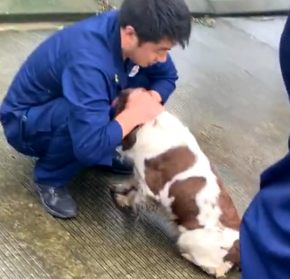 警犬体检，被吓得瑟瑟发抖，洋相百出，警犬：我也是个宝宝啊 