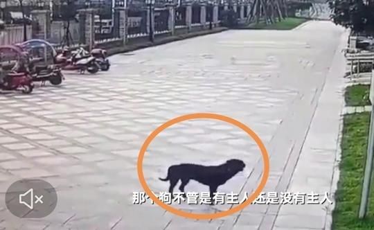 成都女童遭恶犬袭击事件,医生谈被狗咬伤女童伤势:不忍直视