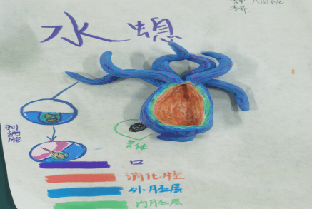 八年级9班 梁家莹  名称 鸟卵的结构