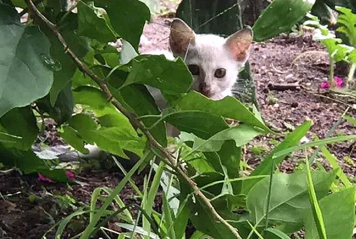 猫妈妈偷零食时被追赶,没能带走小猫,小猫却因一张照片被救了 猫妈妈偷零食时被追赶,没能带走小猫,小猫却因一张照片被救了